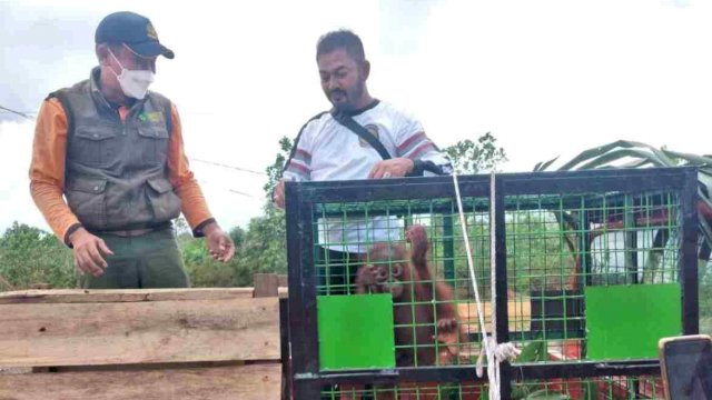 Balai Konservasi Sumber Daya Alam (BKSDA) Pos Sampit melakukan serah terima individu anak orangutan, Senin (25/07/2022). (Istimewa)