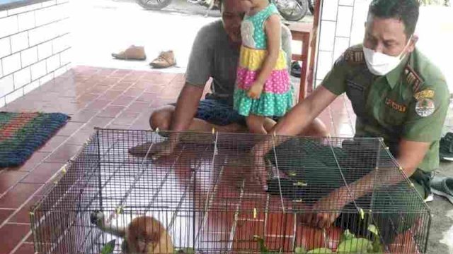 Komandan BKSDA Pos Jaga Sampit Muriansyah, menerima seekor anak Bekantan dari warga. (Istimewa)