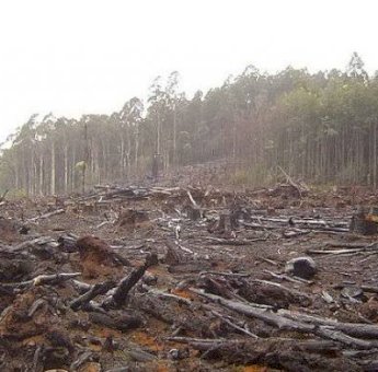 Kerusakan Hutan, Tumbuhan dan Burung Langka di Sumba Barat Terancam Punah