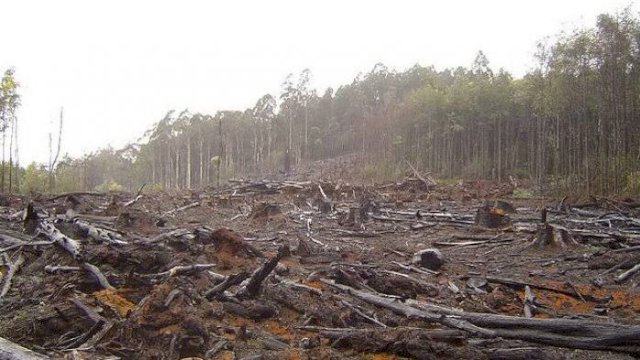 Kerusakan Hutan. (Foto: pos kupang)