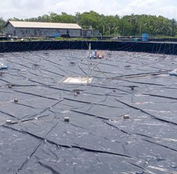 Pemkab Wakatobi Siapkan 1,3 Hektar Lahan Untuk Pengembangan Udang Vaname di 2023