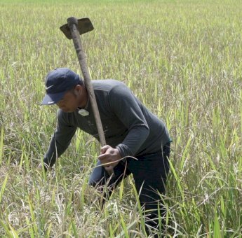 Produksi Pertanian Naik, Pengamat Jempol Mandiri Benih Gubernur Andi Sudirman