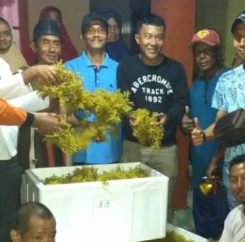 Wakatobi Keciprat 1,6 Ton Bantuan Bibit Rumput Laut Cottonii