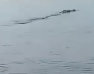 Warga Pesisir Laut di Berau Resah, Dua Ekor Buaya Kerap Muncul di Permukiman Mereka