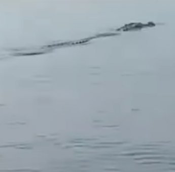 Warga Pesisir Laut di Berau Resah, Dua Ekor Buaya Kerap Muncul di Permukiman Mereka