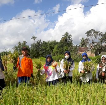 &lsquo;Mandiri Benih&rsquo; Mulai Panen, Petani di Sinjai: Terima Kasih Pak Gubernur, Hasil Panen Meningkat