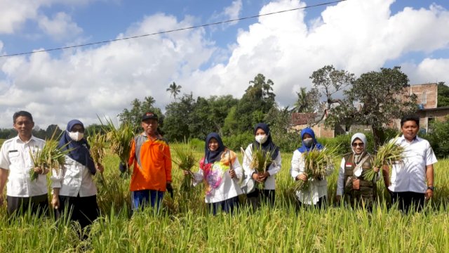 Panen Padi 'Mandiri Benih' di Kabupaten Sinjai. (Istimewa)