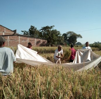 Antisipasi Kekurangan Pangan, Dinas TPH Gowa Dorong Produktivitas Pertanian