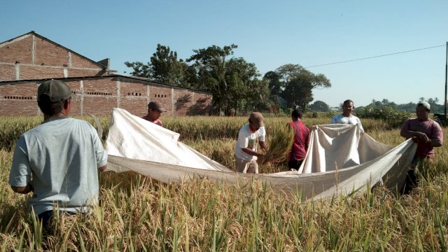 Kelompok tani di Kabupaten Gowa saat melakukan proses panen. Mengantisipasi terjadinya kekurangan pangan Pemkab Gowa mendorong peningkatan produktivitas pertanian. (Dok. Kelompok Tani Sikatutui, Desa Manjalling, Kecamatan Bajeng Barat)