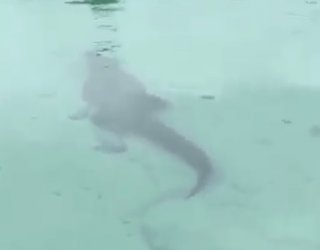 Seekor Buaya Kembali Teror Wisata Labuan Cermin Biduk-biduk Berau