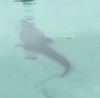 Seekor Buaya Kembali Teror Wisata Labuan Cermin Biduk-biduk Berau