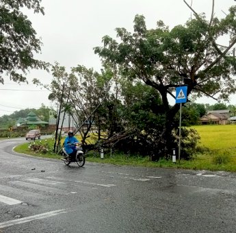 Pohon Besar Tumbang Rusak Padi Warga di Sinjai