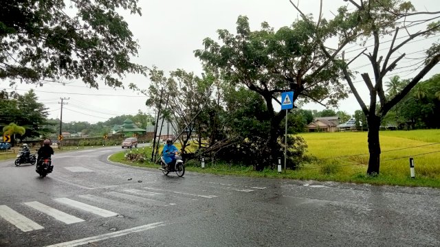 Pohon Jenis Trembesi Tumbang dan Timpa Tanaman Warga.( Foto: Asrianto)