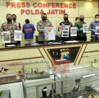 Polda Jatim Bongkar Praktik Jual Beli Satwa Dilindungi dan Amankan 304 Satwa