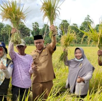 Bantuan Mandiri Benih Mulai Panen di Bone, Hasilnya Berkisar 8 Hingga 10 Ton Per Hektar
