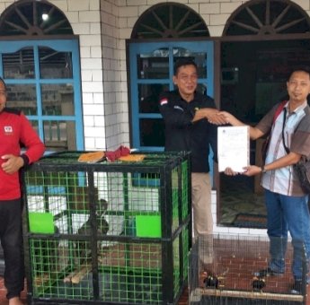 Dijadikan Peliharaan, Tiga Burung Satwa Dilindungi Diamankan Balai Konservasi Sampit, Kotawaringin Timur