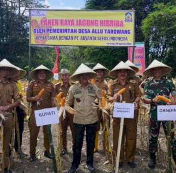 Bupati Jeneponto Panen Raya Jagung Bersama Petani di Tarowang