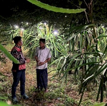 Terang Bohlam dari PLN Bikin Petani Buah Naga di Sinjai Raih Cuan Berlipat