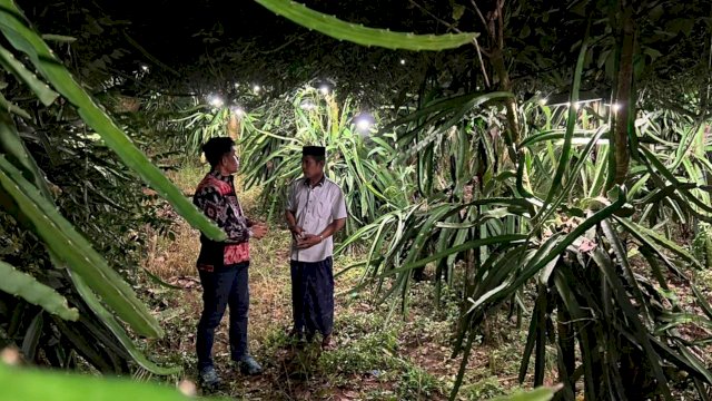 Penampakan Perkebunan Buah Naga milik Warga Kabupaten SInjai, yang terang karena dipasangi Bola Lampu saat malam hari. (Istimewa)