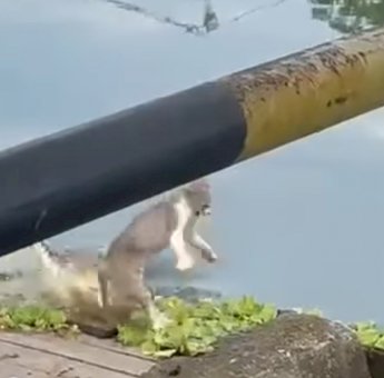 Bikin Geger Warga, Buaya di Danau Folder Terekam Video Sedang Mangsa Kucing