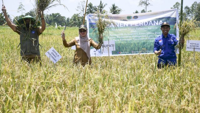 Bupati Luwu Utara Indah Putri Indriani didampingi Kepala dinas Pertanian Luwu Utara dan Kepala BPN Luwu Utara saat menghadiri panen perdana di Desa Kariango. Selasa (28/09/2022)