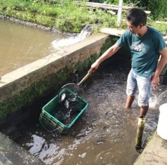 PLN Ikut Kembangkan Kelompok Budaya Nila di Minahasa Utara