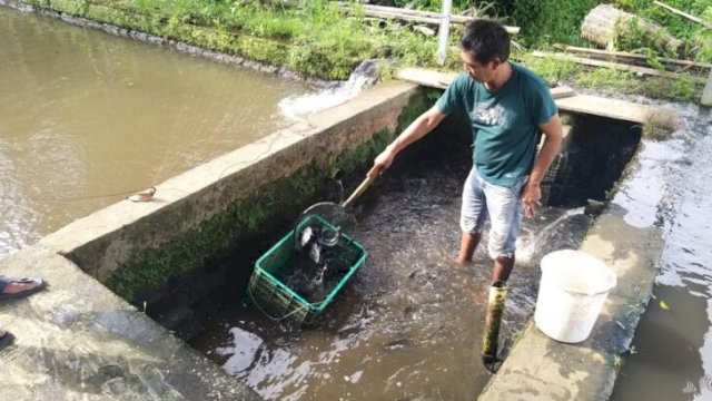 PT PLN mendorong pengembangan kelompok budidaya ikan nila melalui pemberian bantuan alat budidaya. (Dok. PLN UIP Sulawesi)
