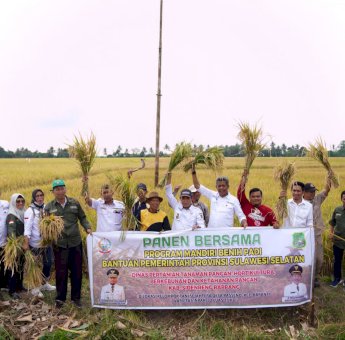 Gunakan Benih Padi Bantuan Gubernur, Petani di Sidrap Akui Produksi Padi Meningkat