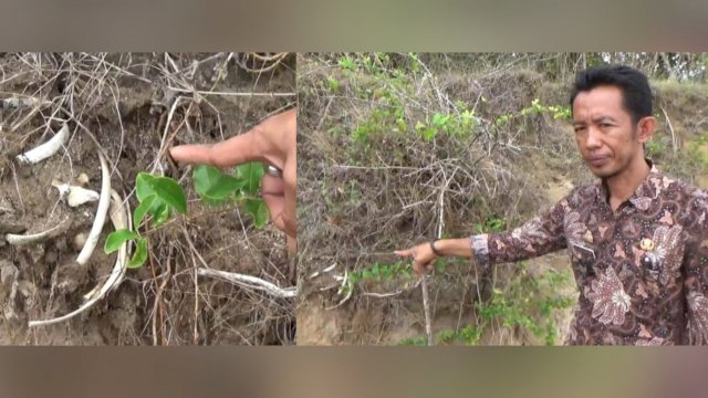 Kepala Desa Punaga M. Syarifuddin Sore, menunjukkan tulang manusia yang makamnya tergerus air laut dampak dari abrasi. (Istimewa)