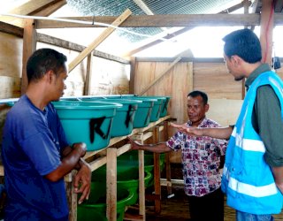 Program TJSL PLN Sasar Kelompok Budidaya Lobster di Baubau&nbsp;