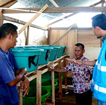 Program TJSL PLN Sasar Kelompok Budidaya Lobster di Baubau&nbsp;