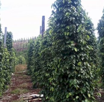 Miliki Potensi di Bidang Perkebunan, Kadis DPMPTSP Ajak Investor Masuk ke Luwu Timur