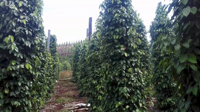 Kebun lada (merica) di Luwu Timur.