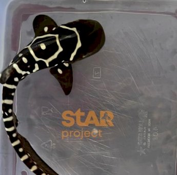 Anakan Hiu Belimbing Jantan Pertama dari Proyek StAR Dinamakan &lsquo;Charlie&rsquo;