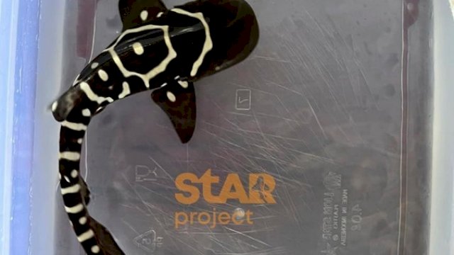 Charlie anakan hiu belimbing pertama dari Program Manager dari (StAR) Project Indonesia. ist