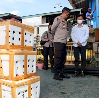 Polisi di Bulungan Gagalkan Penyelundupan 2 Ton Kepiting Ilegal Diduga Akan Dikirim ke Luar Negeri