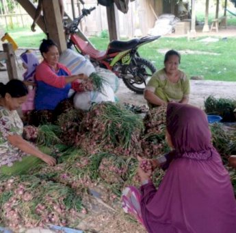 Bantuan Bibit Bawang Merah PLN di Barru Diakui Petani Hasilkan Untung Lebih Besar