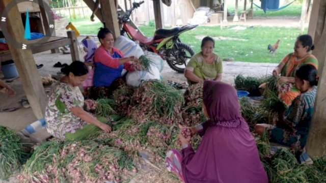 Bantuan PT PLN UIP Sulawesi memberikan dampak dan manfaat langsung kepada Kelompok Tani di Desa Lampoko, Kabupaten Barru. (Dok. PLN UIP Sulawesi)