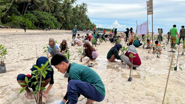 Penanaman Bibit Pohon Mangrove di Pesisir Pantai Melaione, Kabupaten Wakatobi. (Istimewa)
