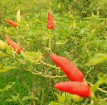 Gerak Cepat Tindak Lanjuti Imbauan Penanaman Cabai untuk Kendalikan Inflasi, Pemprov Sulsel Apresiasi Wajo dan Palopo