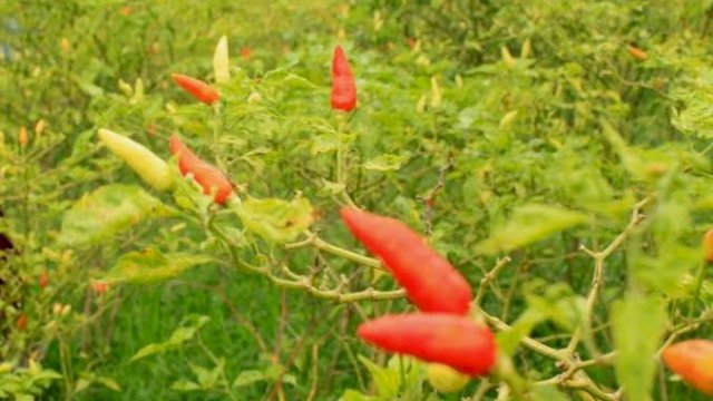 Pohon Cabai. (Foto: kompas)