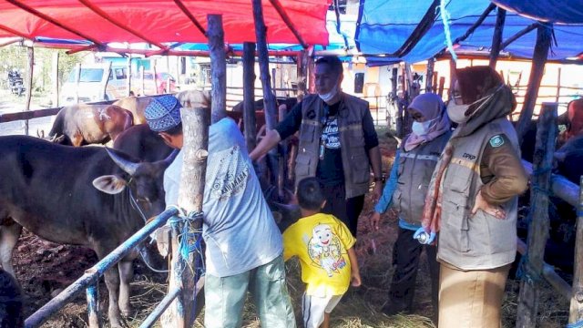 Ket : Kepala Dinas PKP Parepare, Wildana melakukan pemantauan hewan ternak jenalng Idul Adha (Istimewa)