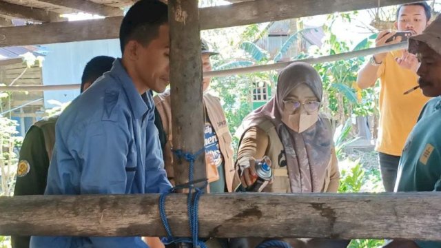 Ket : Kepala Dinas PKP Parepare, Wildana saat melakukan pengecekan hewan ternak (Istimewa)