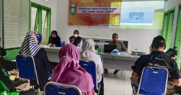 Dinas PKP Parepare Dorong Pemanfaatan Limbah Jerami Jagung Jadi Pakan Hijau Ternak