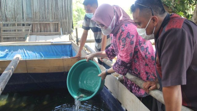 Ket : Kepala Dinas PKP Parepare, Wildana saat menyebar benih ikan lele (Istimewa)