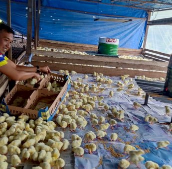 Tebar 3000 Ekor Ayam Pedaging, Bapas Tarakan Ciptakan Lapangan Kerja Bagi Klien Pemasyarakatan