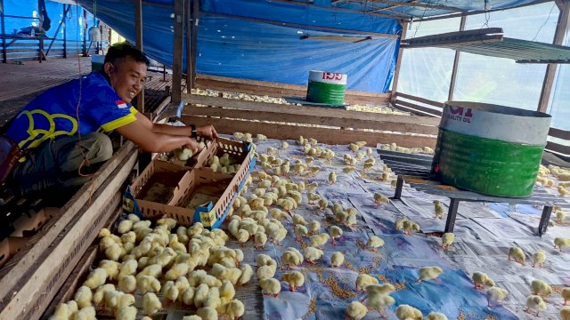 Pemberian 3.000 anak ayam kepada warga binaan yang baru bebas. (Istimewa)