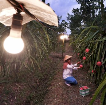 Sektor Pertanian Hingga Peternakan Sumbang Konsumsi Listrik PLN Sepanjang 2022