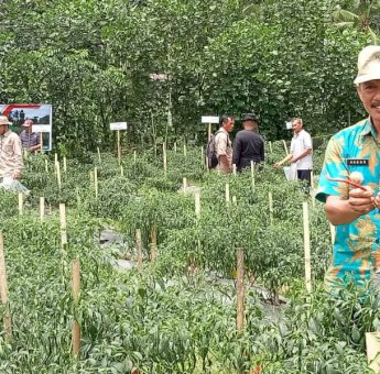 Pemdes Bongki Lengkese Sinjai Panen Raya Cabai, Hasilnya Menggiurkan