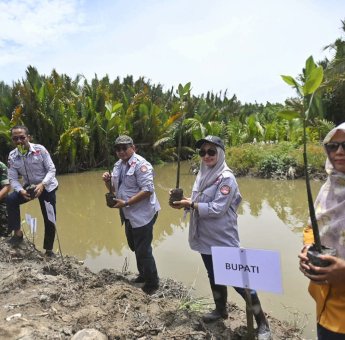 5000 Mangrove Ditanam Sepanjang 300 Hektar Pesisir Luwu Utara